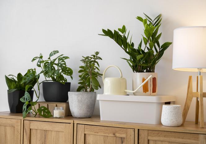 5 Tanaman Hijau yang Tetap Tumbuh Subur Meski Minim Cahaya Matahari